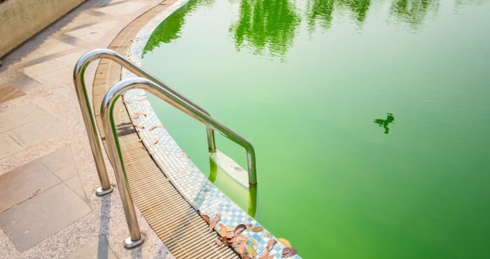 What Causes Pool Algae and What Can I Do?